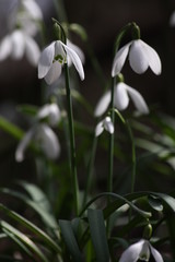 Fr&uuml;hling in der Donauau