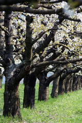 Fototapeta premium Wachauer Frühling