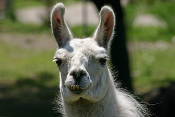 Obraz premium Llama