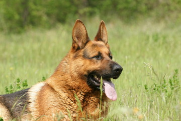 berger allemand mâle