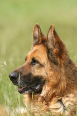 Fototapeta premium berger