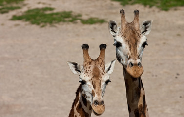 Rothschilds Giraffes