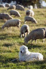 Sheepdog and his herd