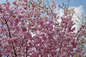 Fototapeta premium Cherry Blossoms