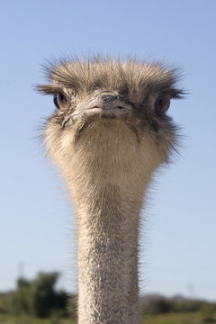 Portrait of ostrich