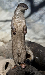 Standing River Otter