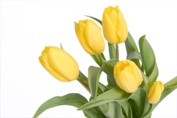 Obraz premium tulipany, tulips