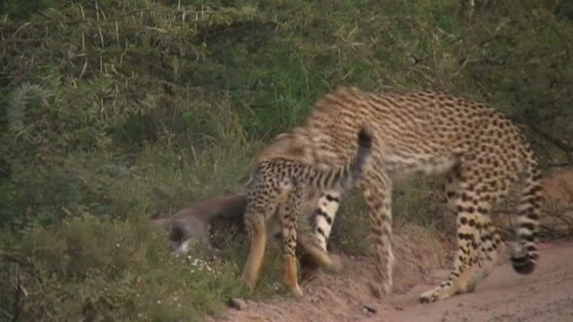 cheetah mother and cub feeding on kudu