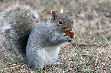 Naklejka na ściany i meble Hungry Squirrel