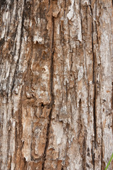 Ole tree peel.