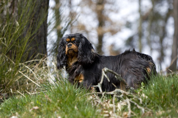 cavalier king charles photographié de dessous dans les bois
