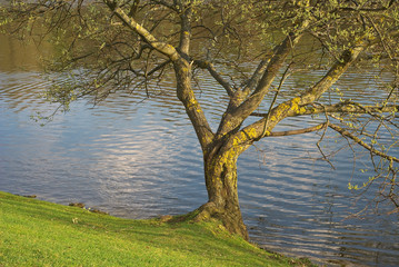 Tree Along a Lake