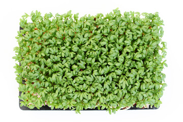 watercress