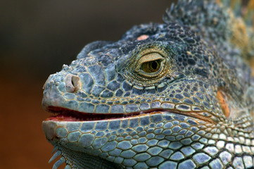 Leguan