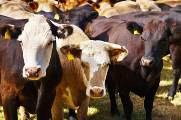 Fototapeta na wymiar Herd of cows