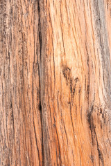 Ole tree peel.
