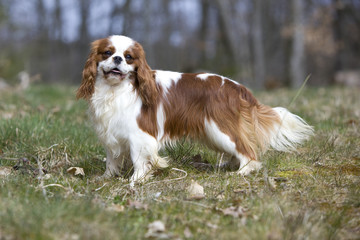 silhouette de profil d'un cavalier king charles en extérieur