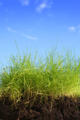 sky and grass