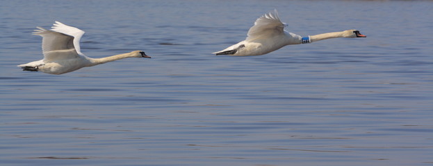 flying swans