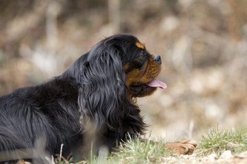 tête de profil d'un cavalier king charles black and tan