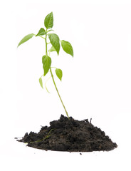 plant