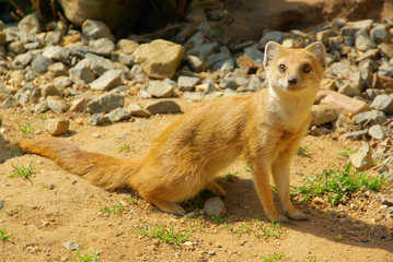 Fuchsmanguste - Yellow Mongoose 06