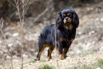 cavalier king charles black and tan debout - rêveur