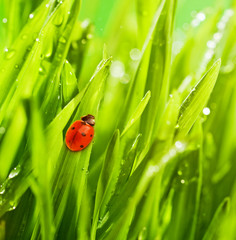 Ladybug sitting on a green grass