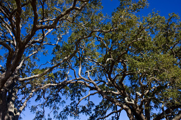 Oak Limbs and Blue Sky