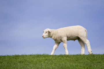 Lamm auf dem Deich