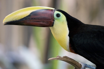 Toucan portrait