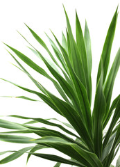 dracaena