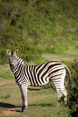 Obraz premium Burchell zebra