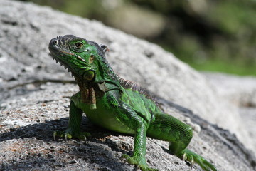 Iguana