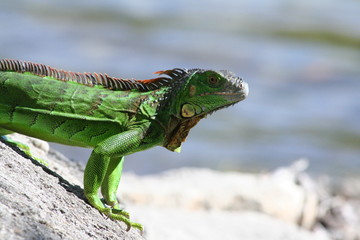 Iguana