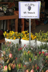 Tulip flowers for sale with sign