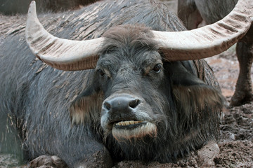 Portrait of a Water Buffalo