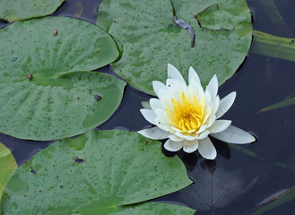 A colorful water Lily