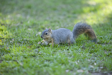 Squirrel 9951
