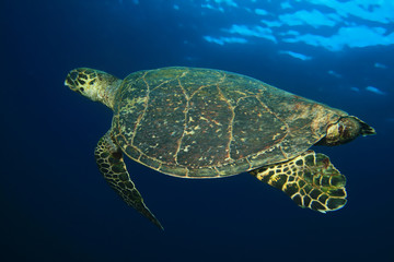 Hawksbill Turtle (Eretmochelys imbricata)