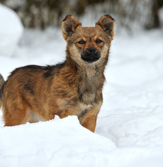 Dog