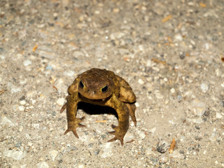 ugly frog