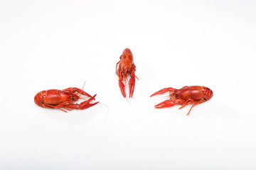 Flusskrebse gekocht auf weiss