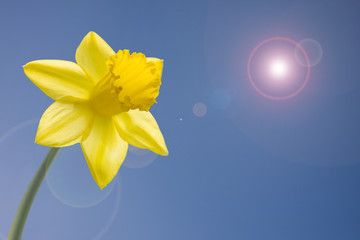 Daffodil blue sky lens flare