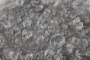 Fossils abstract background © Scott Latham