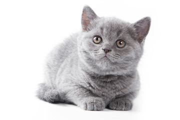 British kitten on white background