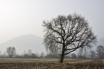 baum im moor