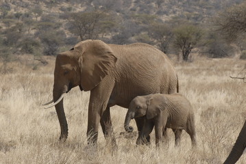 Fototapeta na wymiar African Bush Elephant (Loxodonta africana) at Samburu park