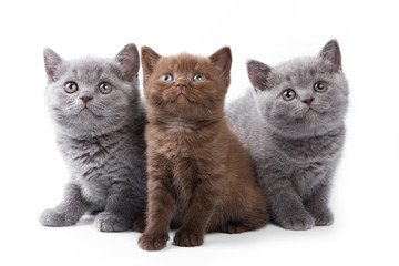 British kitten on white background
