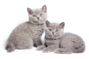 British kitten on white background